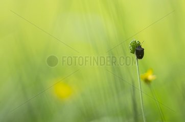 Forest Bug (Pentatoma rufipes) - Bourgogne - France