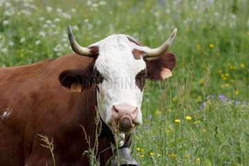 Portrait of Cow Abondance near Lake Confins Chaine des Aravis  Alps  France