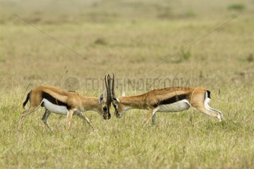 Kenya  Masai-Mara game reserve  Thomson's gazella (Gazella Thomsonii)  males fighting