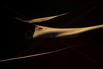 Detail of dune and play of light on the Namib Desert evoking a navel  Namibia