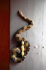 Boa constrictor (Boa constrictor imperator) wound on a door  France