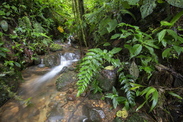 Stream in Cloudy forest  Mindo  Ecuador