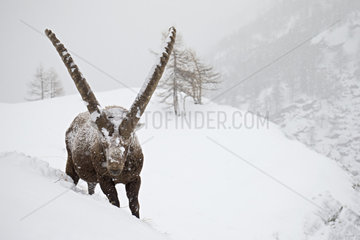Alpine ibex ( Capra ibex) male in the snow  Alps  Italy