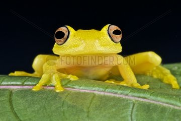 Portrait of Yellow Glass Frog (Cochranella sp) on a leaf