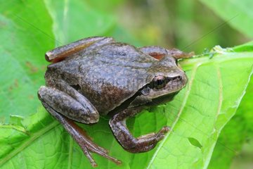 Eastern Tree Frog (Hyla orientalis shelkowbikowi)  Armenia
