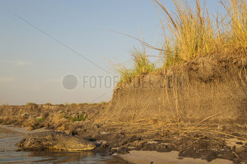 Nile Crocodile basking on Chobe River bank - Botswana