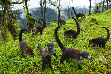 White-nosed Coatis in a clearing - Costa Rica