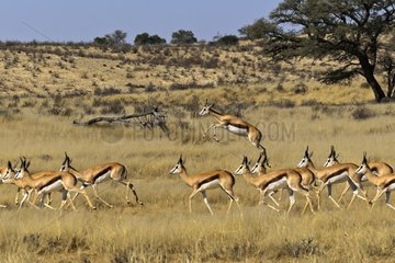Springbocks Herd ( Antidorcas marsupialis )   Kgalagadi National Park - Kalahari - South Africa