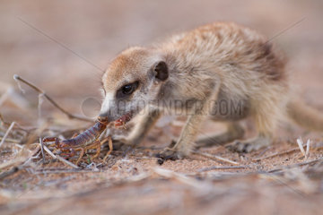 Young Meerkat eating a Scorpion - Kalahari South Africa