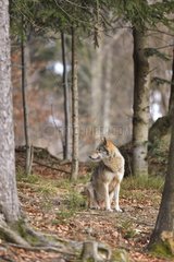 Grey wolf in forest  Bayerischer Wald Park  Germany