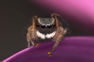 a male Maratus anomalus Peacock jumping spider with pollen balls stuck to his feet.