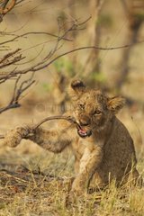 Lion (Panthera leo) - Playful cub  biting about a twig. Savuti  Chobe National Park  Botswana.