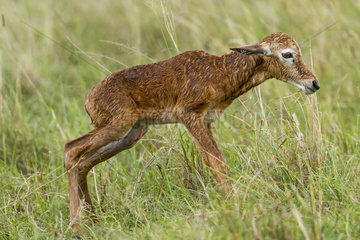 Topi new-born standing in Savannah - Masai Mara Kenya