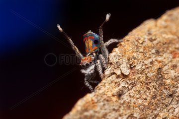 male Maratus amabilis peacock spider doing the funky dance for a female  Mt Kaputar variant from NSW Australa.