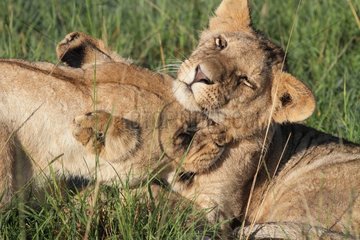 Lion (Panthera leo)  lionness and cub  Masai Mara  Kenya