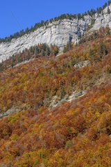 Autumn colors in the Cirque du Fer à Cheval  Haute Savoie   Alps  France . Hetraie Pine Forest on limestone . Cirque limestone 4 5 km from development. With walls 500 to 700 meters high  crowned by peaks approaching 3000 meters  it is the largest alpine m