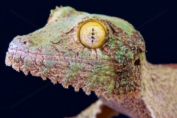 Leaf-tailed gecko (Uroplatus sikorae)  Madagascar