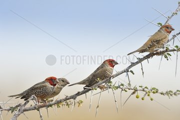 Red-headed Finch (Amadina erythrocephala) on spiny branch  Namibia