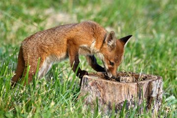 Red Fox  cub playing in a tree stump