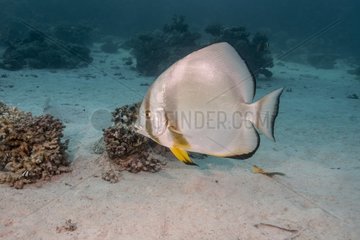 Circular batfish  orbicular batfish  Platax orbicularis  Ephippidea  Egypt  Red Sea