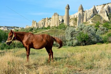 Turkey. Cappadocia. Near Goreme  horse in the Love Valley  named after the phalllic shape of its fairychimneys.
