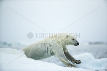 Polar Bear (Ursus maritimus) leaping between melting sea icebergs near Harbour Islands  Repulse Bay  Nunavut Territory  Canada