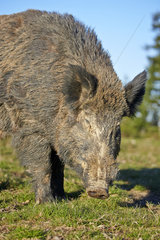 Male Wild boar burrowing in the grass - France