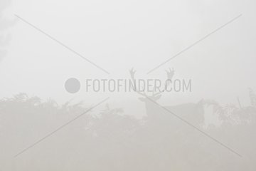 Fallow deer in morning mist at rutting season  Cervus dama  Autumn  Hesse  Germany  Europe