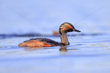 Black-necked grebe on water - La Dombes France