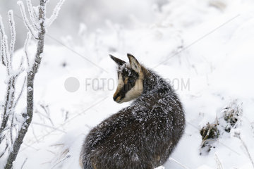 Young Chamois in the snow - Grand Hohneck Vosges France