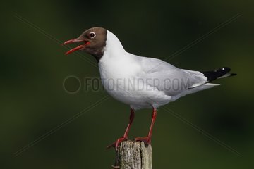 Black-headed Gull calling on a wooden post  Semblançay  France