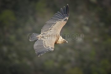Griffon Vulture in flight  Verdon's Gorges  France