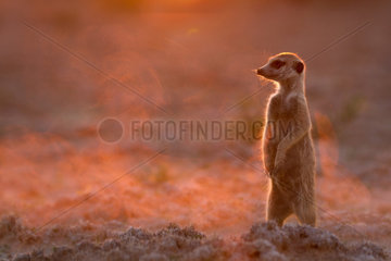Meerkat looks up from digging - Kalahari South Africa