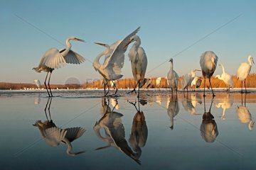 Reflecting Great Egrets