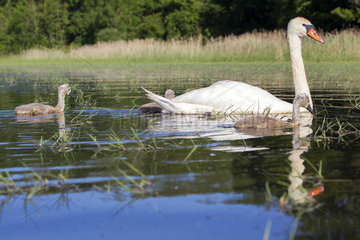 Mute Swan and chicks on the water - Dombes France