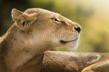 Portrait of a lioness - the beauty of a lioness