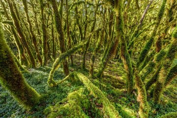 Trees covered with moss (Antitrichia curtipendula)  Bugey  Ain  France. This type of mossy forest is associated with shady valleys to the atmosphere very humid in all seasons