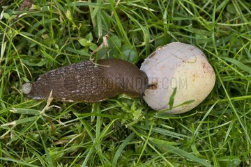 Spanish slug (Arion lusitanicus). Denmark in August