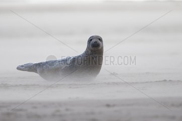 Common seal (Phoca vitulina)  Seal laying on the beach in a sand storm  England  Winter