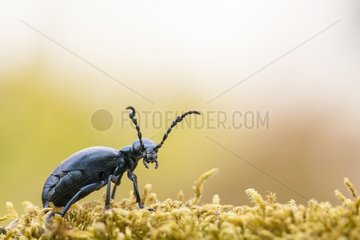 Oil beetle on a mossy branch in spring