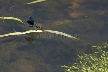 Banded Demoiselle damselfly (Calopteryx splendens). Male flying over small stream. Denmark in August