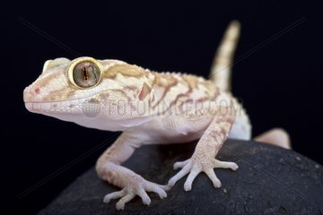 Ocelot gecko (Paroedura pictus)  Madagascar