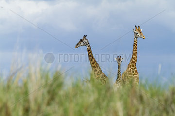 Masai Giraffes in the savanna - Masai Mara Kenya