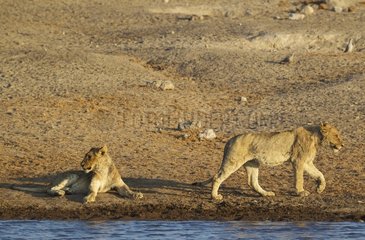 Lion (Panthera leo) - Two subadult male cubs at a waterhole. Etosha National Park  Namibia.