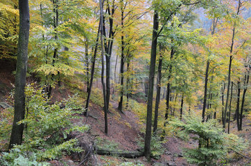 Beech forest in fall - Northern Vosges France