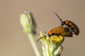 Daffodil leaf beetle (Exosoma lusitanica) mating  Guadarrama National Park  Madrid  Spain