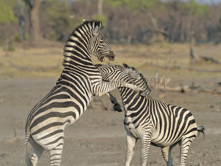 Plains Zebras (Equus burchelli) clash between two males. A dominant stallion protecting his harem against another male who seeks to impose. The fight is to bite the neck of the opponent  to kneel and make him lower his head in an attitude of submission. U