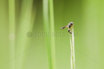Wasp on grass  Bourgogne - France