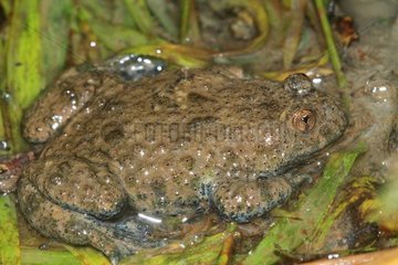 Yellow-bellied Toad (Bombina variegata) in water. France