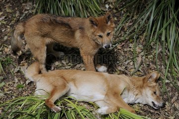 Dingos (Canis lupus dingo) at rest  Australia